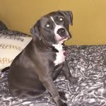 Daisy Sweeney - @daisy_dill_dog - Instagram