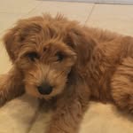 Daisy Sweeney - @daisy_the_crazy_doodle_ - Instagram