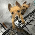 @daisy_sweeney_the_rescue_pup - Instagram