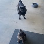 Sweeney and Daisy - @daisyandsweeneythepugs - Instagram