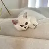 Daisy_sweet - @daisysweetlittlepie - TikTok