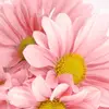 daisy_sweet - @daisy_sweet - TikTok