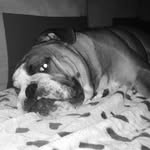 Daisy The Bulldog - @_daisy.sweet - Instagram