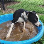 Daisy “Dirt Dog” Talbot - @dirtdogdaisy - Instagram