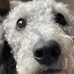 Daisy Talbot - @the_small_dog_called_daisy - Instagram