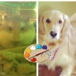 Daisy🐶 Tanner🐹 Art🎨✏️ - @daisy_tanner_drawings - Instagram