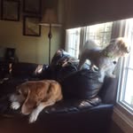 Tanner + Daisy - @daisy_tanner_puppylove - Instagram