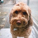 Daisy Tanner - @daisythedevildoodle - Instagram