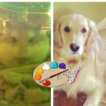 Daisy🐶 Tanner🐹 Art🎨✏️ - @daisy_tanner_drawings - Instagram