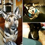 Daisymae, Tanner, & Baikal - @daisytannerbaikal - Instagram