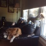 Tanner + Daisy - @daisy_tanner_puppylove - Instagram