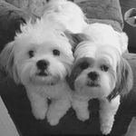 Tanner And Daisy - @daisyandtanner - Instagram