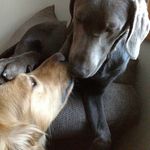 Tanner and Daisy - @tannerand.daisy - Instagram
