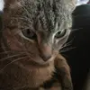 daisytemple6 - @daisytemple - TikTok