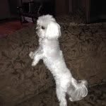 Daisy Terrell - @daisy_thepuppy - Instagram