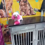 petgala - @daisyterronescueva - Instagram
