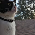 Daisy Terry 🌼 - @daisy_cat_2023 - Instagram