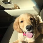 Daisy Thorpe - @daisythegoldenpupper - Instagram