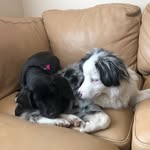 Taz & Daisy Thorpe - @adventures_of_daisyntaz - Instagram