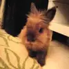 Daisy Ting - @daisyting5 - TikTok