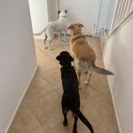 Daisy, Titus and Jasper - @thechildspack - Instagram