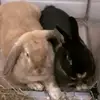 Maggie_Toro_Daisy_10 - @maggie_toro_daisy_10 - TikTok
