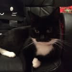 Daisy Tracy - @daisy_the_catto - Instagram