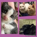 Leo, Daisy, Travis, Ruby & Kit - @5petsadventures - Instagram