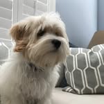 Travis - @travis_the_daisy_dog - Instagram