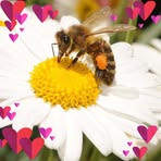Daisy Trust - Facebook