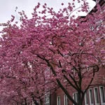 Daisy Tsao - @daisykitchenstory - Instagram