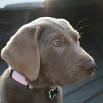 daisy the doggy - @daisy_doo_tsui - Instagram
