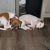 Daisy and Tucker - @daisytucker28 - TikTok