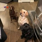 Daisy, Tucker & Copper - @taleofdaisyandtucker - Instagram