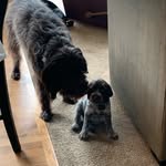 Tuck & Daisy - @tuckanddaisy123 - Instagram