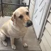 daisy and tucker - @daisy.is.fat - TikTok