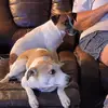 Daisy vs Tucker - @daisytucker7709 - TikTok