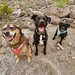 Daisy, Tyler & Bogey Chedrick - @daisytytynboges - Instagram