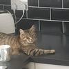 Cats - @tysonand.daisy - TikTok