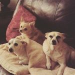 Daisy & Peanut - @daisy_tyson_peanut - Instagram