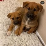 Daisy & Tyson - @tyson.daisyy - Instagram