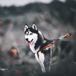 Raj Ambesange - @daisy_tyson_udgir - Instagram