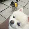 daisylrich - @daisylrich - TikTok