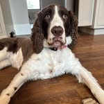 Daisy - @daisyvacayj - Instagram