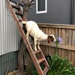 Daisy The Goat - @daisy_on_vacay - Instagram