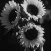 Daisy Vance - @daisy.vance4 - TikTok