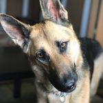 Daisy Vance-woods - @daisythe_shepherd - Instagram