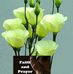 Daisy Rosemery Vanterpool Fleming - Facebook