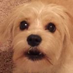 Daisy Vanderpool - @daisythedog723 - Instagram