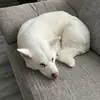 daisy - @daisy..velasquez - TikTok